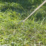 Tentharing 25cm metaal met open oog