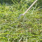 Tentharing 30cm metaal met open oog