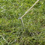 Tentharing 22cm aluminium halfrond x10 stuks