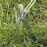 Tentharing 30cm metaal met haak x10 stuks
